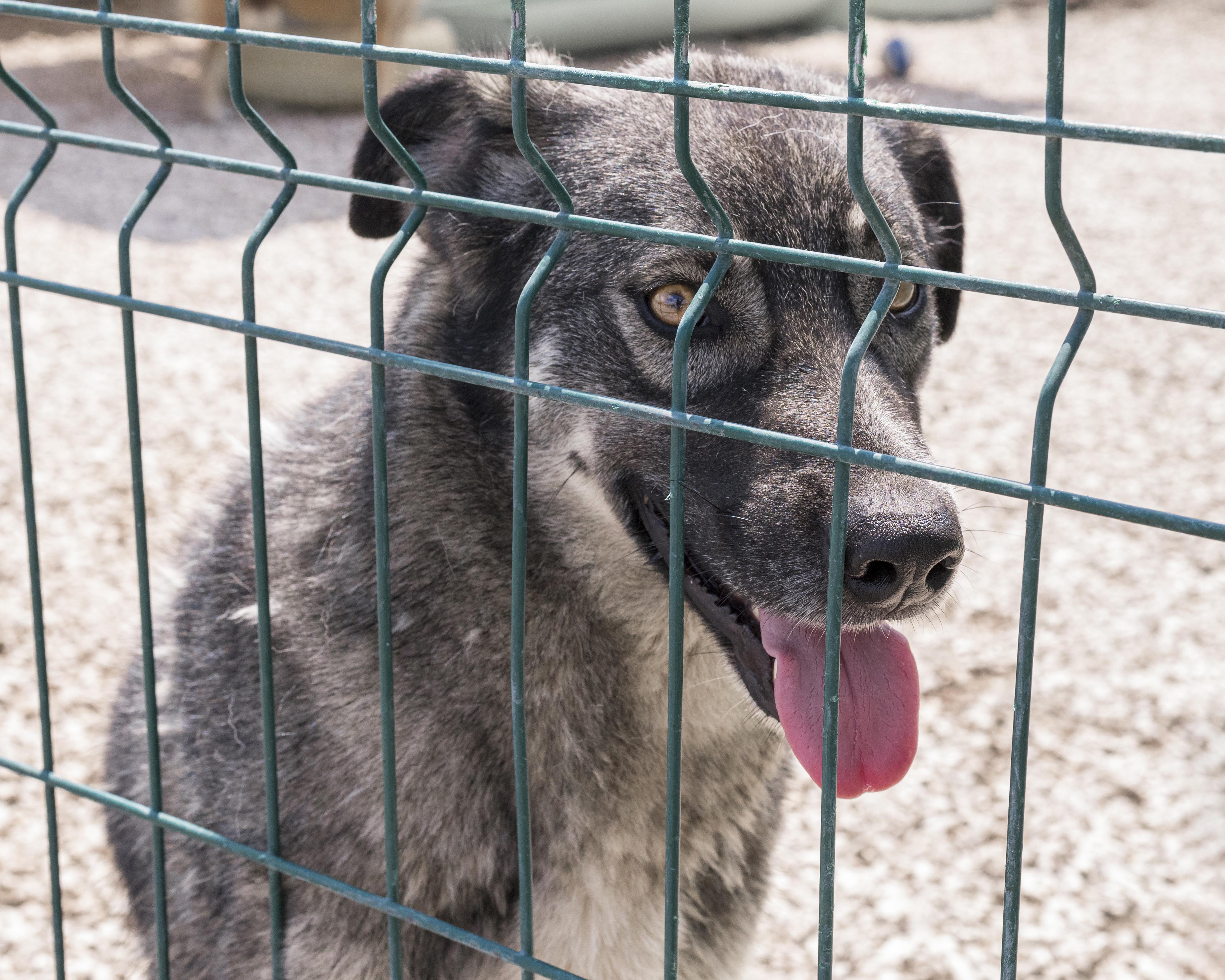 5 Heartwarming Rescue Stories That Prove Love Wins
