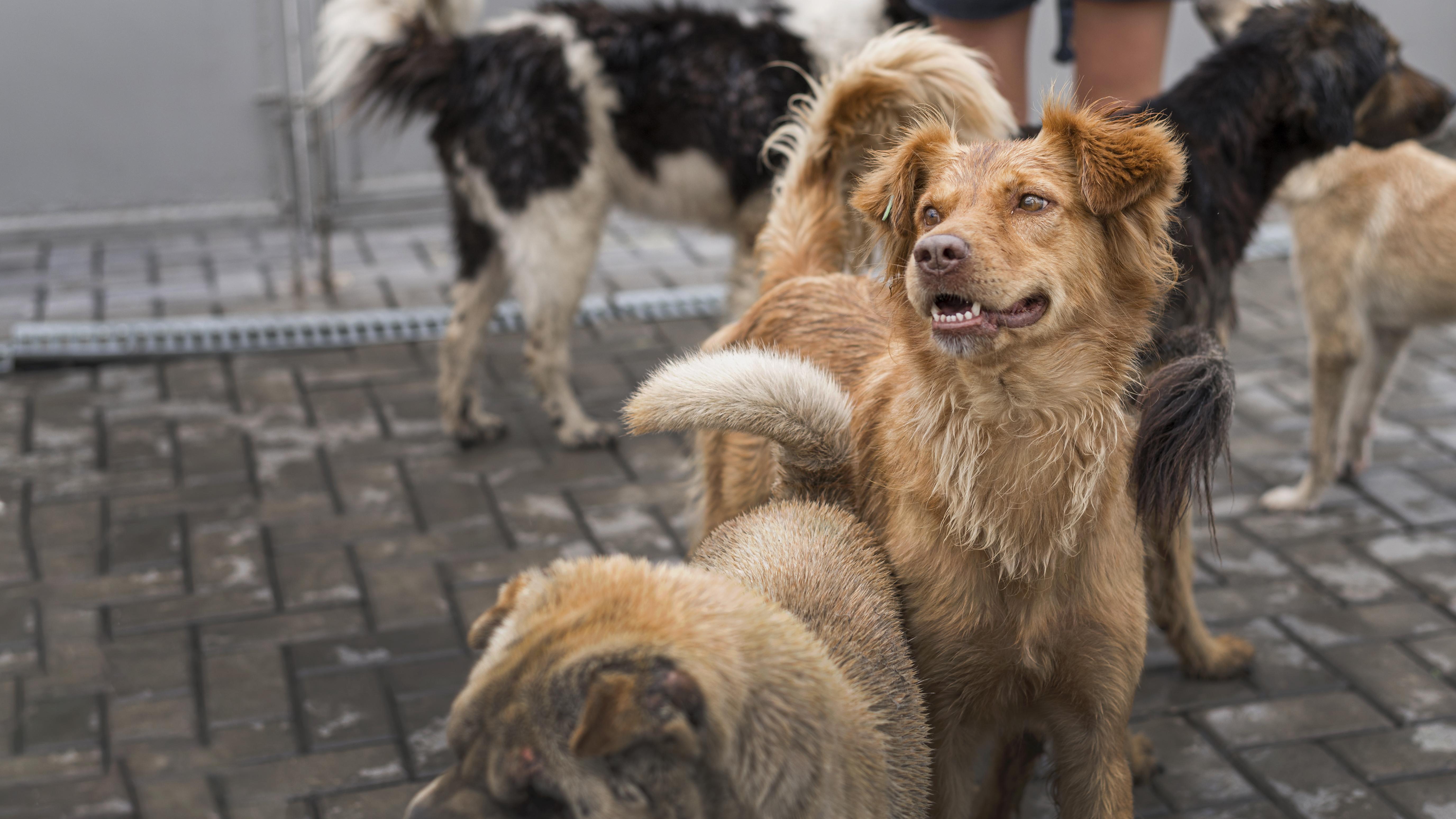 The Real Impact of Your Donation — What You Help Us Do