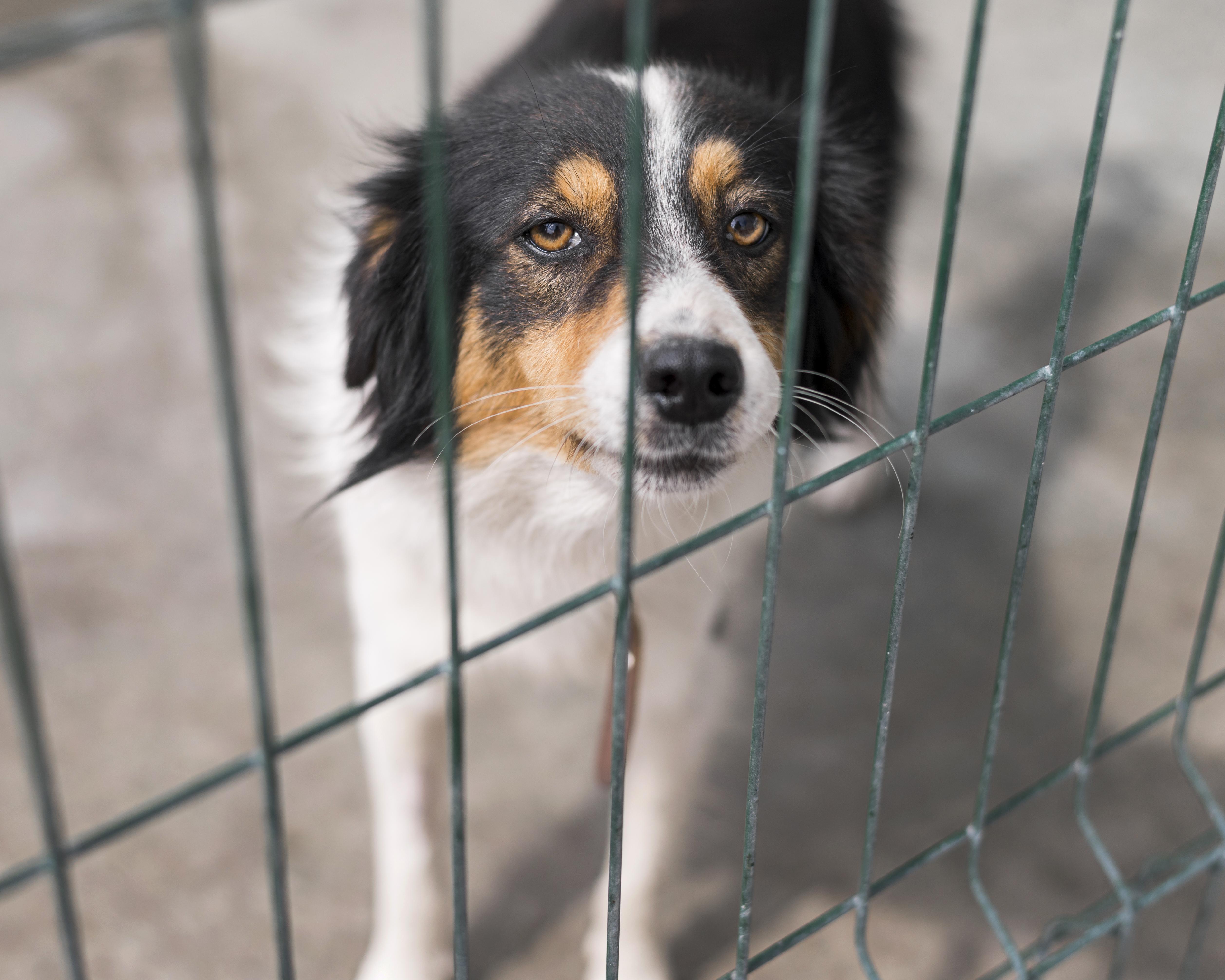Why Every Community Needs an Animal Foundation