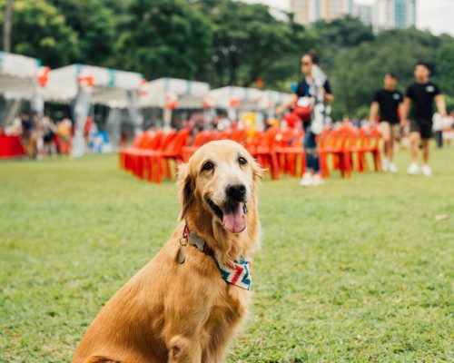Events & Campaigns