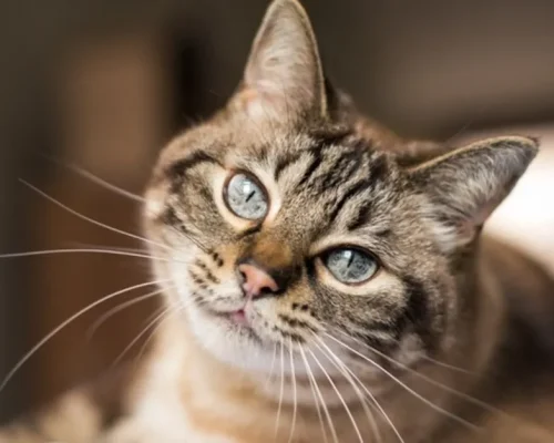 cat1