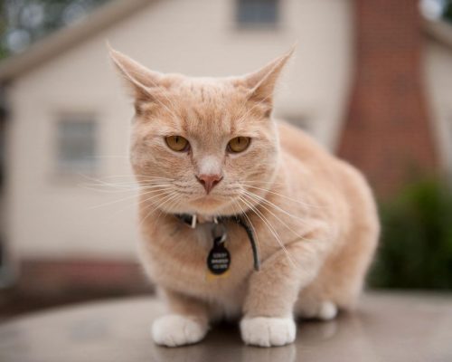 cat2