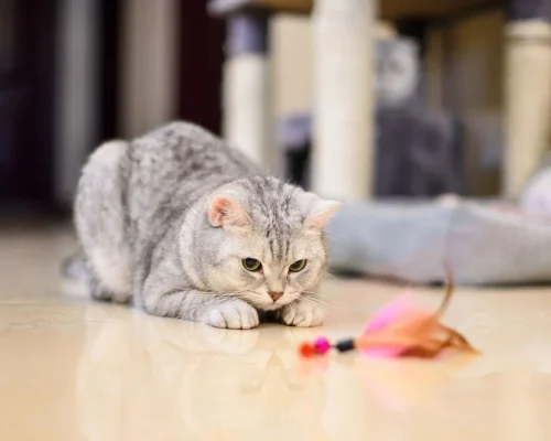 cat3