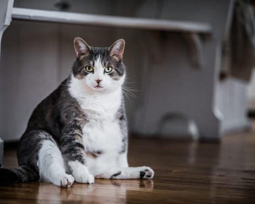 Funny,Fat,Cat,Sitting,In,The,Kitchen,And,Probably,Waiting