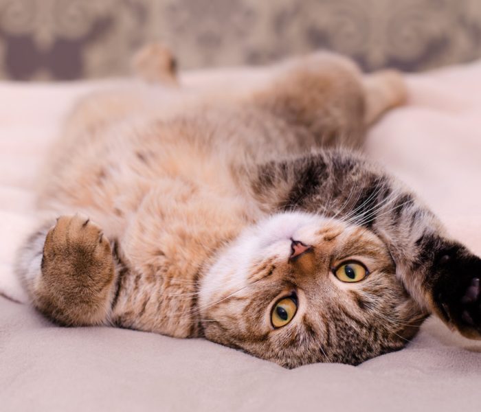 shutterstock_332152142